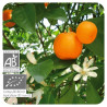 PRANAROM ACEITE ESENCIAL MANDARINA 10